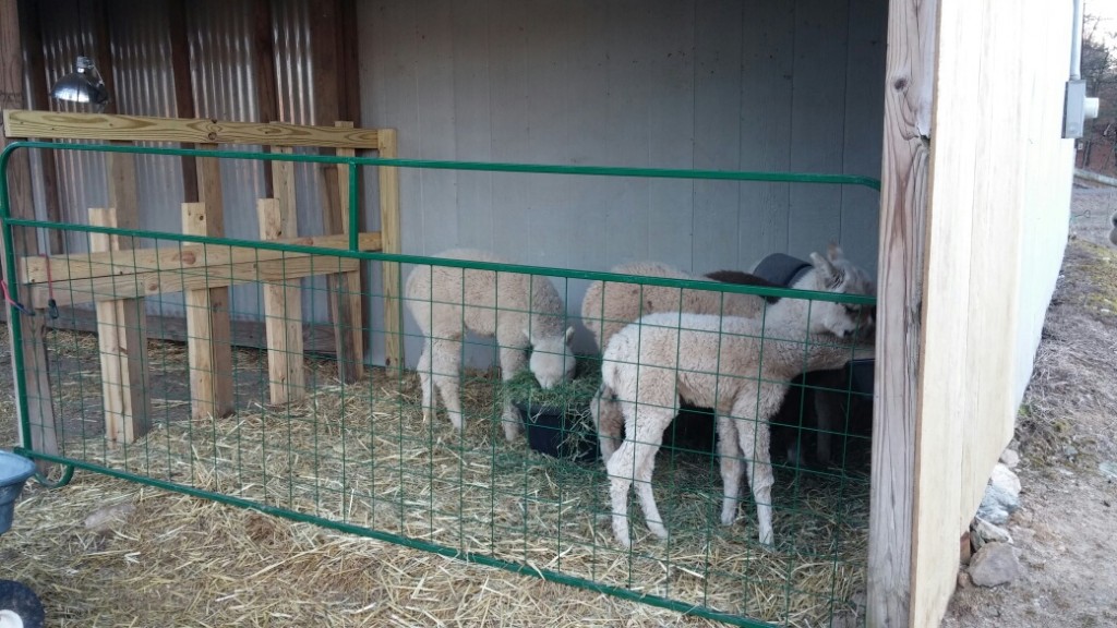 alpaca hay feeder
